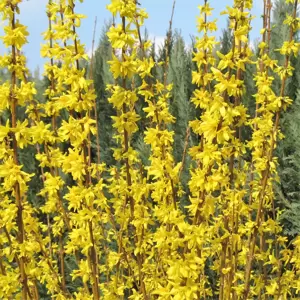 Forsythia x intermedia 'Weekend' 3L