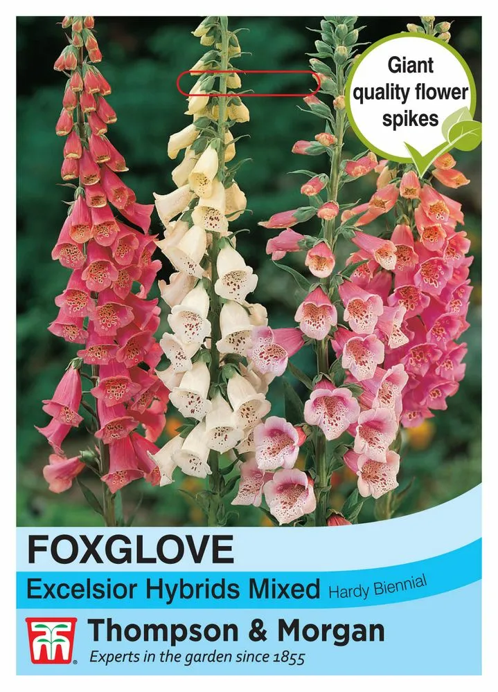 Foxglove Excelsior Hybrids Mixed - Cowell's Garden Centre | Woolsington