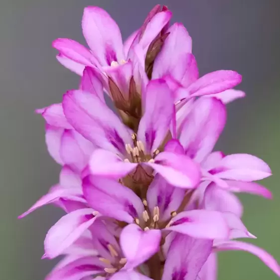 Francoa 'Petite Bouquet'