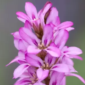 Francoa 'Petite Bouquet'