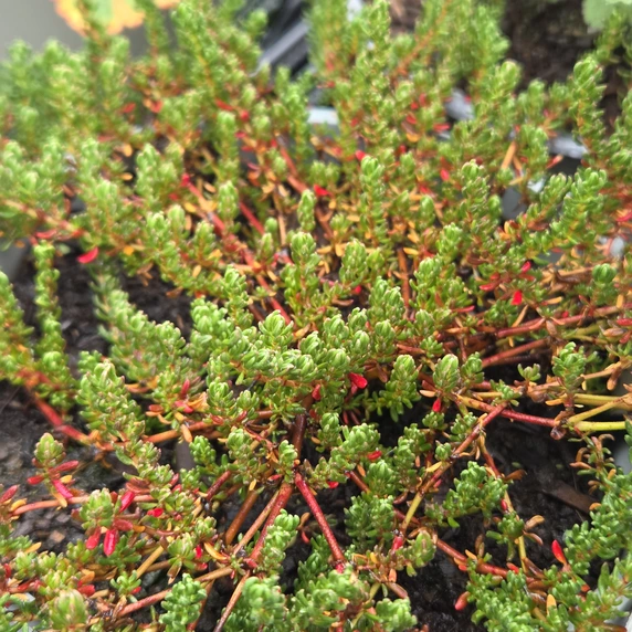 Frankenia thymifolia