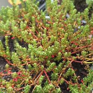 Frankenia thymifolia