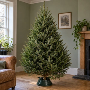 Fraser Fir Fresh Cut Christmas Tree