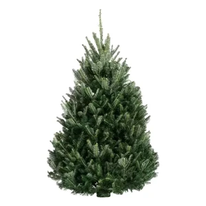 Fraser Fir Fresh Cut Christmas Tree