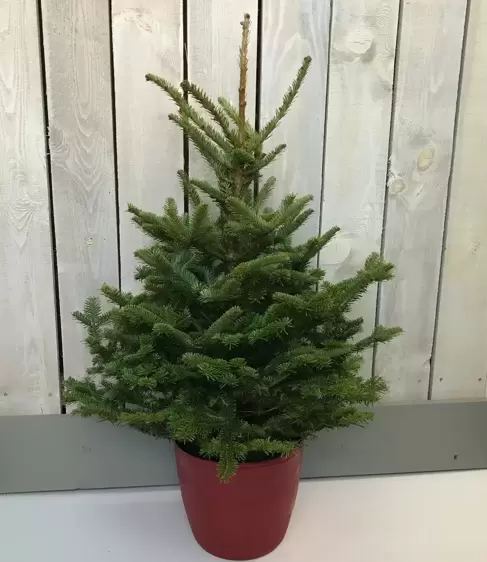 Fraser Fir Pot Grown 3-4ft (100-125cm) - image 1