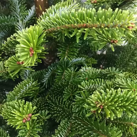 Fraser Fir Pot Grown 3-4ft (100-125cm) - image 2