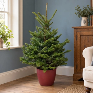 Fraser Fir Pot Grown Christmas Tree