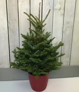 Fraser Fir Pot Grown Tree 3-4ft (100-125cm) - image 1