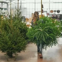 Fresh Christmas Trees