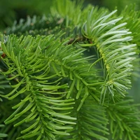 Fresh Cut Christmas Trees