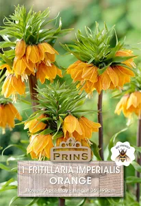 Fritillaria imperialis Orange