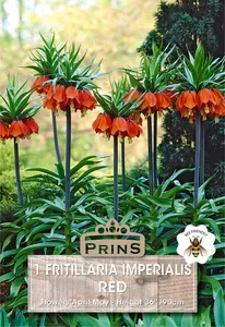 Fritillaria imperialis Red