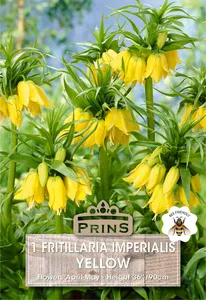 Fritillaria imperialis Yellow