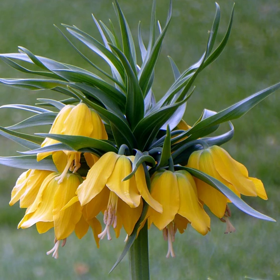 Fritillaria imperialis 'Lutea' 4L