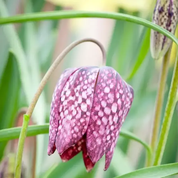 Fritillaria meleagris 10cm