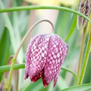 Fritillaria meleagris 10cm