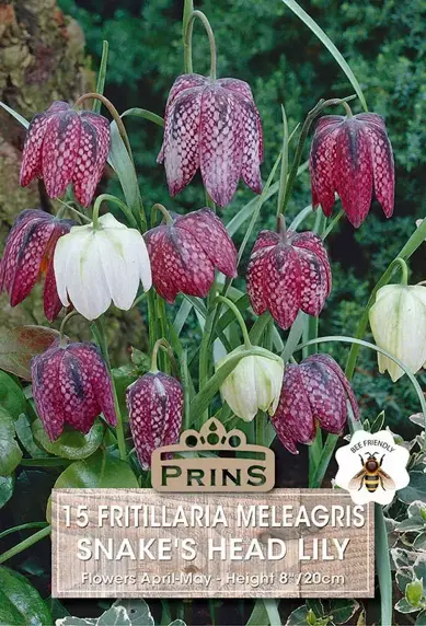 Fritillaria meleagris