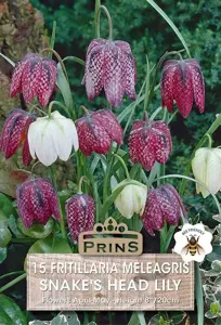 Fritillaria meleagris