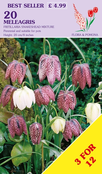Fritillaria meleagris