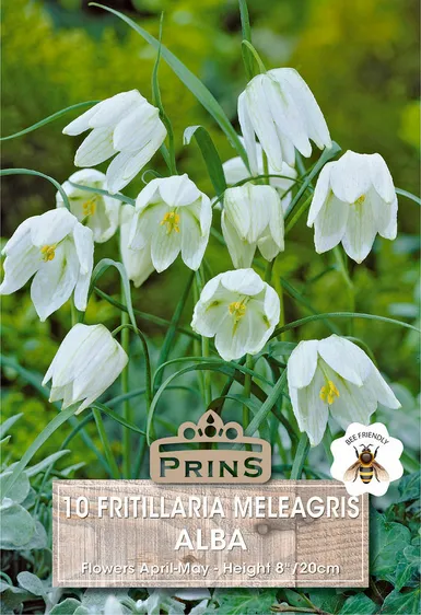 Fritillaria meleagris Alba