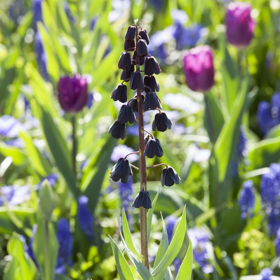 Fritillaria persica