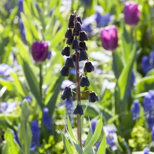 Fritillaria persica