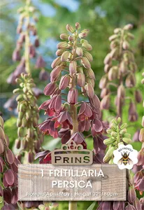 Fritillaria persica