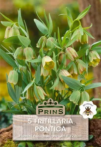 Fritillaria pontica