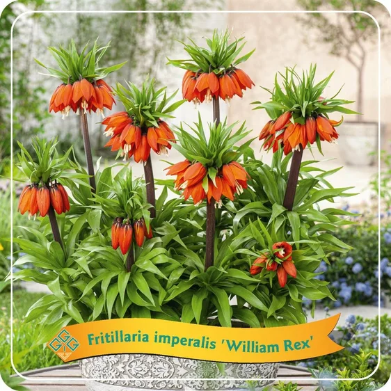 Fritillaria imperialis 'William Rex' 3L