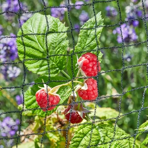 Fruit Netting - 4m x 10m - image 1