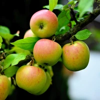 Fruit Trees