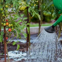 Fruit & Vegetable Feed