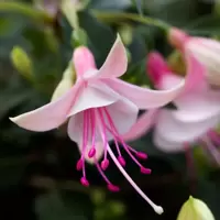 Fuchsia