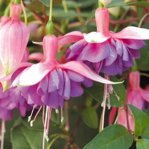 Picture - Ball Horticultural