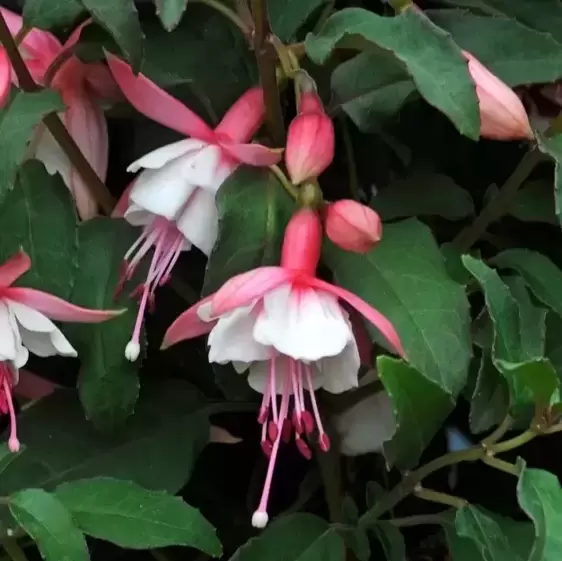 Fuchsia 'Alice Hoffman' 10.5cm