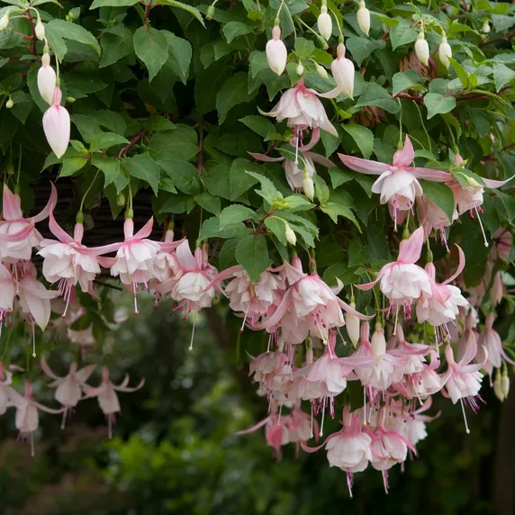 Picture - Ball Horticultural