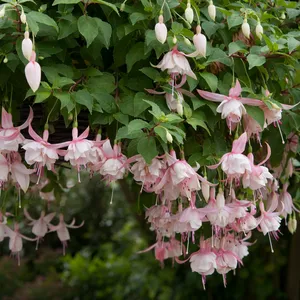 Picture - Ball Horticultural