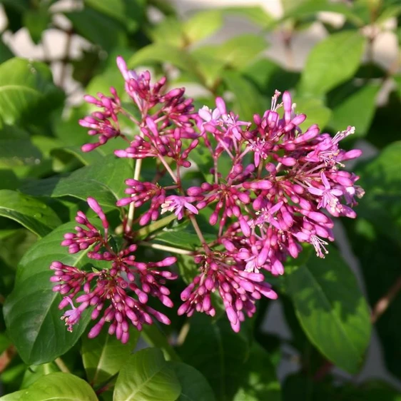 Picture - Kernock Park Plants