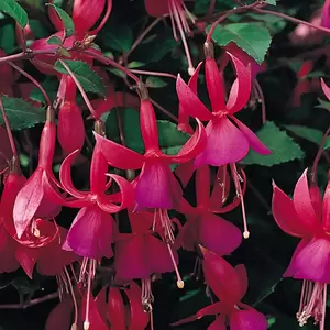 Fuchsia 'Beacon'