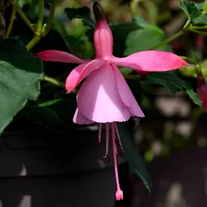 Fuchsia 'Beacon Rosa'