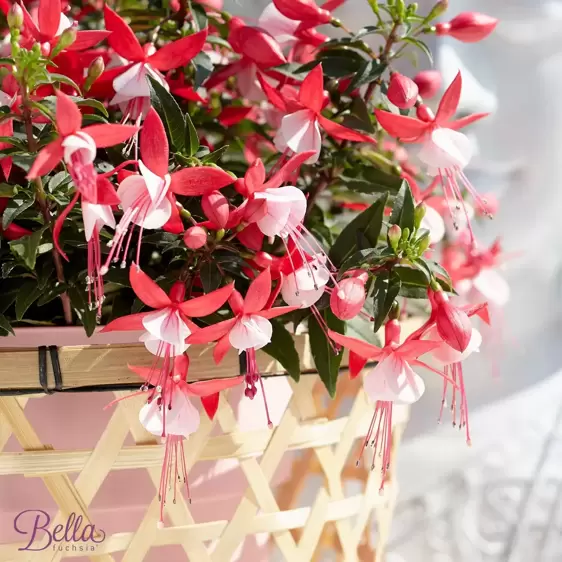 Fuchsia 'Bella Evita' - image 3