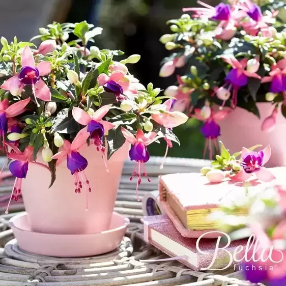 Fuchsia 'Bella Mariska' - image 5