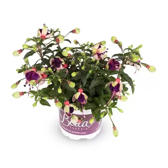 Fuchsia 'Bella Olivia' - image 2