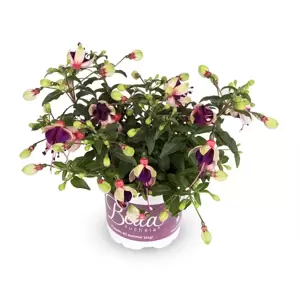 Fuchsia 'Bella Olivia' - image 2