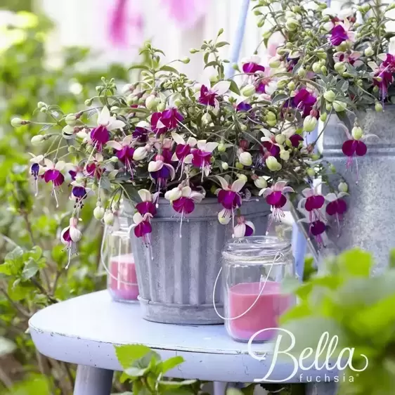 Fuchsia 'Bella Olivia' - image 3