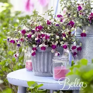Fuchsia 'Bella Olivia' - image 3