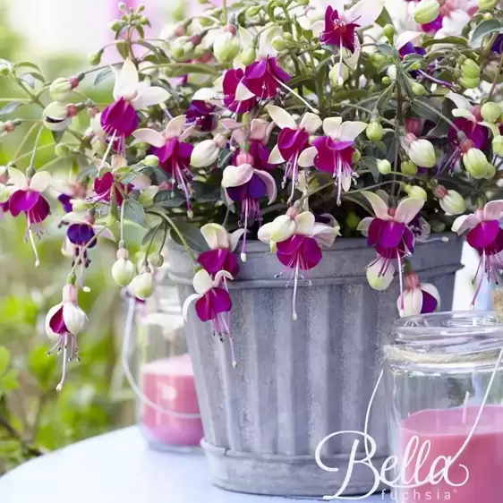 Fuchsia 'Bella Olivia' - image 4