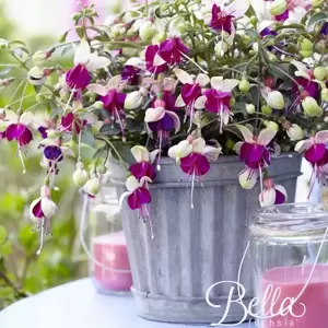 Fuchsia 'Bella Olivia' - image 4