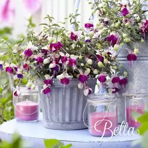 Fuchsia 'Bella Olivia' - image 5