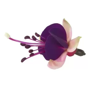 Fuchsia 'Bella Olivia' - image 1